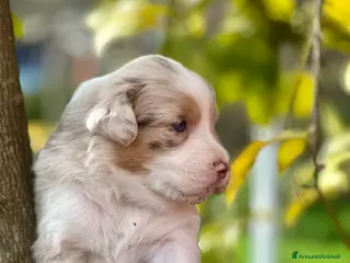 Australian Shepherd cani Vendesi Cuccioli di Pastore Australiano RED MERLE - Annuncio 21
