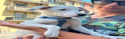 Meticcio cani in regalo: 3 mesi, futuri 14/15 chili  - Annuncio 4