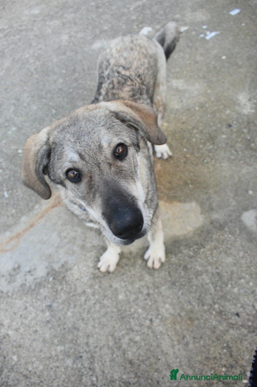 Meticcio cani in regalo: UNA MAMMA PER BALU - Annuncio 3