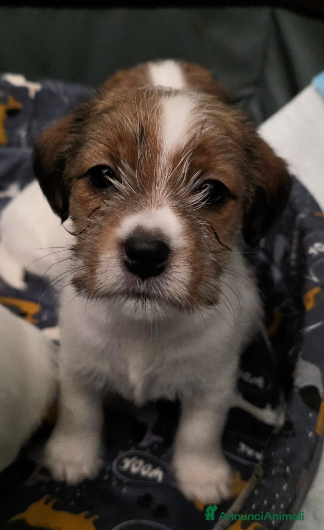 Jack Russell cani in vendita: Cuccioli di Jack Russell Broken e Ruvidi - Annuncio 5