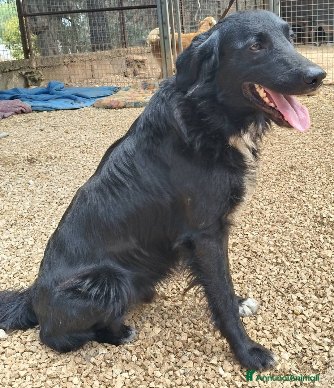 Meticcio cani in regalo: Sansone cagnolino speciale adatto a tutti - Annuncio 4