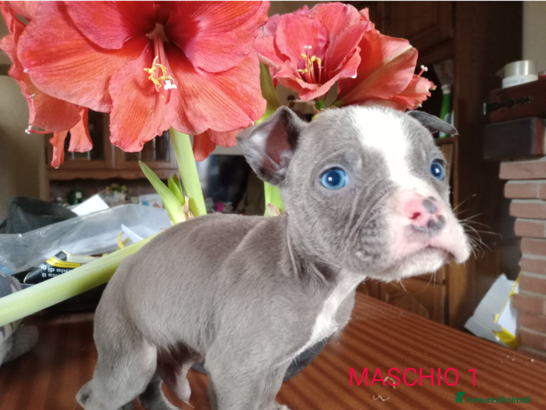 American Bully cani in vendita: American Bully, genitori addestrati da pet terapy  - Annuncio 11