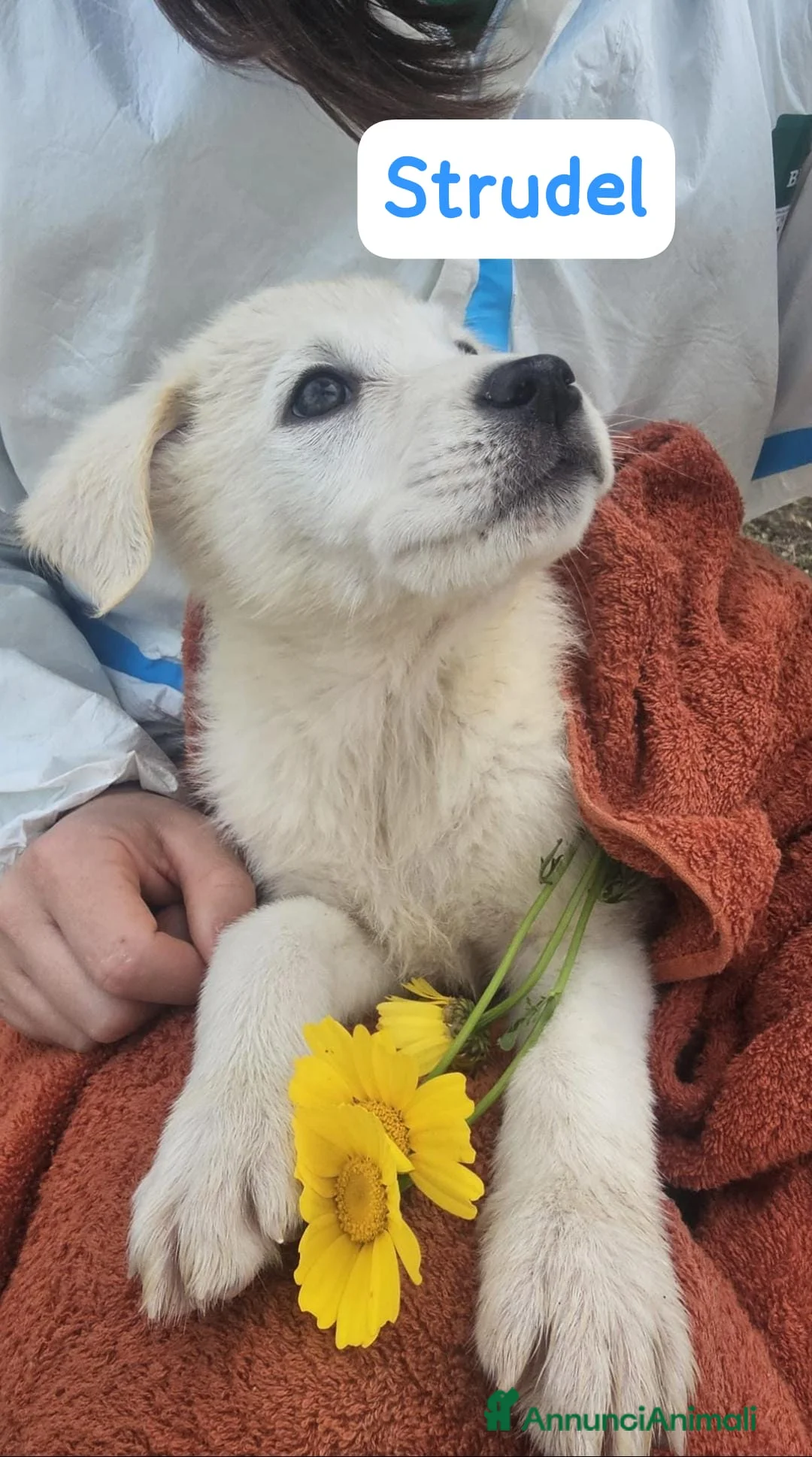 Meticcio cani in regalo: Strudel  a Provincia di Crotone - Annuncio 3