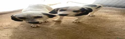 Meticcio cani in regalo: CHI ADOTTA QUESTE TENERE SORELLINE? - Annuncio 1