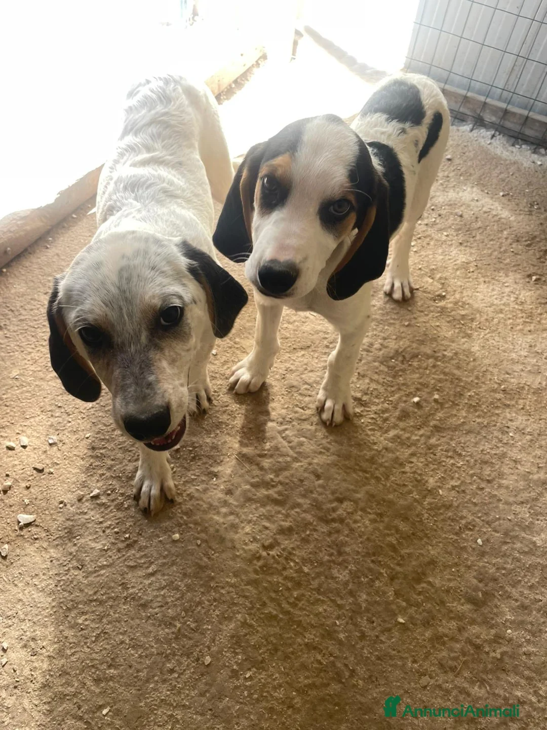 Meticcio cani in regalo: CHI ADOTTA QUESTE TENERE SORELLINE? - Annuncio 1