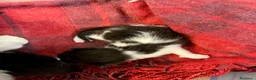 Meticcio gatti in regalo: Regalo 8 gattini (F/M) zona Sciacca (AG) a Libero consorzio comunale di Agrigento - Annuncio 3