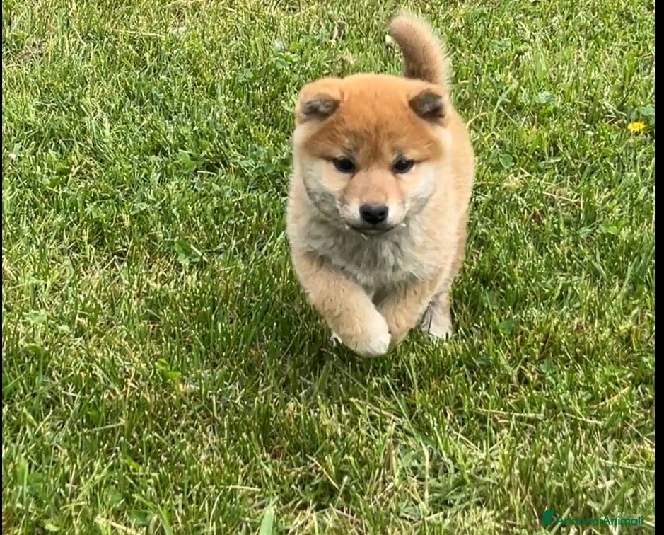 Shiba Inu cani Shiba inu cucciole con pedigree  - Annuncio 1