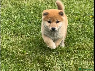 Shiba Inu cani Shiba inu cucciole con pedigree - Annuncio 1