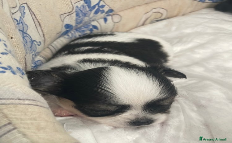 Chihuahua cani a Provincia di Massa e Carrara - Annuncio 13