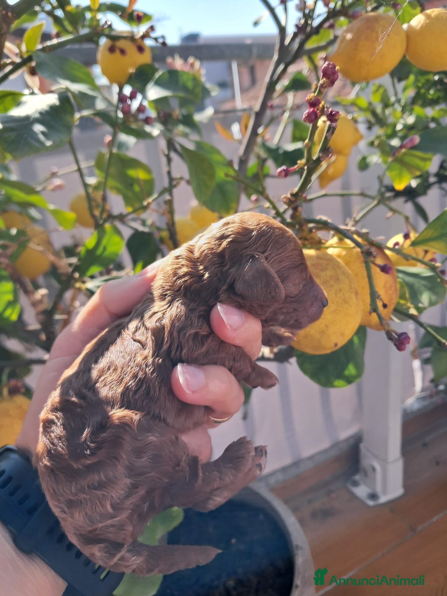 Barboncino Toy cani Vendo barboncino toy red  - Annuncio 1