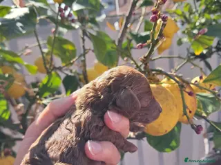 Barboncino Toy cani Vendo barboncino toy red - Annuncio 1