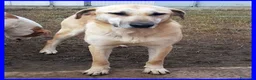 Meticcio cani in regalo: ISABELLA dolce e triste - Annuncio 2