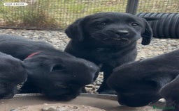 Labrador cani in vendita: Splendida Cucciolata Labrador Nera a Città metropolitana di Messina - Immagine 7