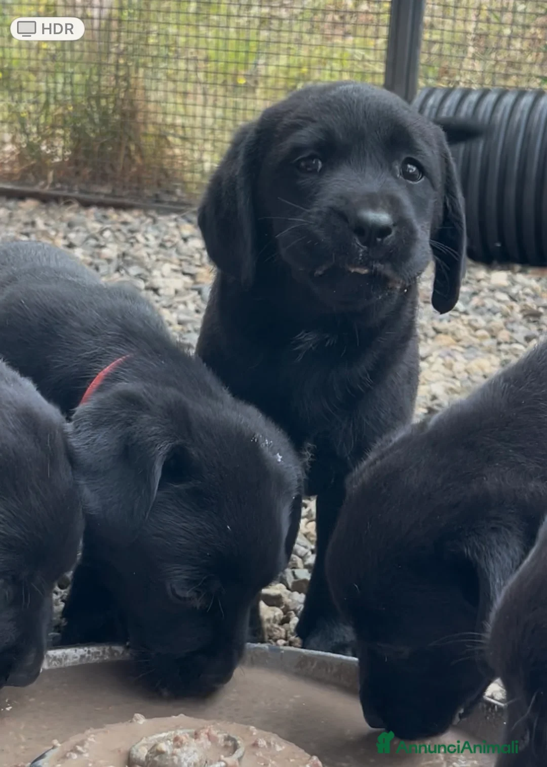 Labrador cani in vendita: Splendida Cucciolata Labrador Nera a Città metropolitana di Messina - Annuncio 7