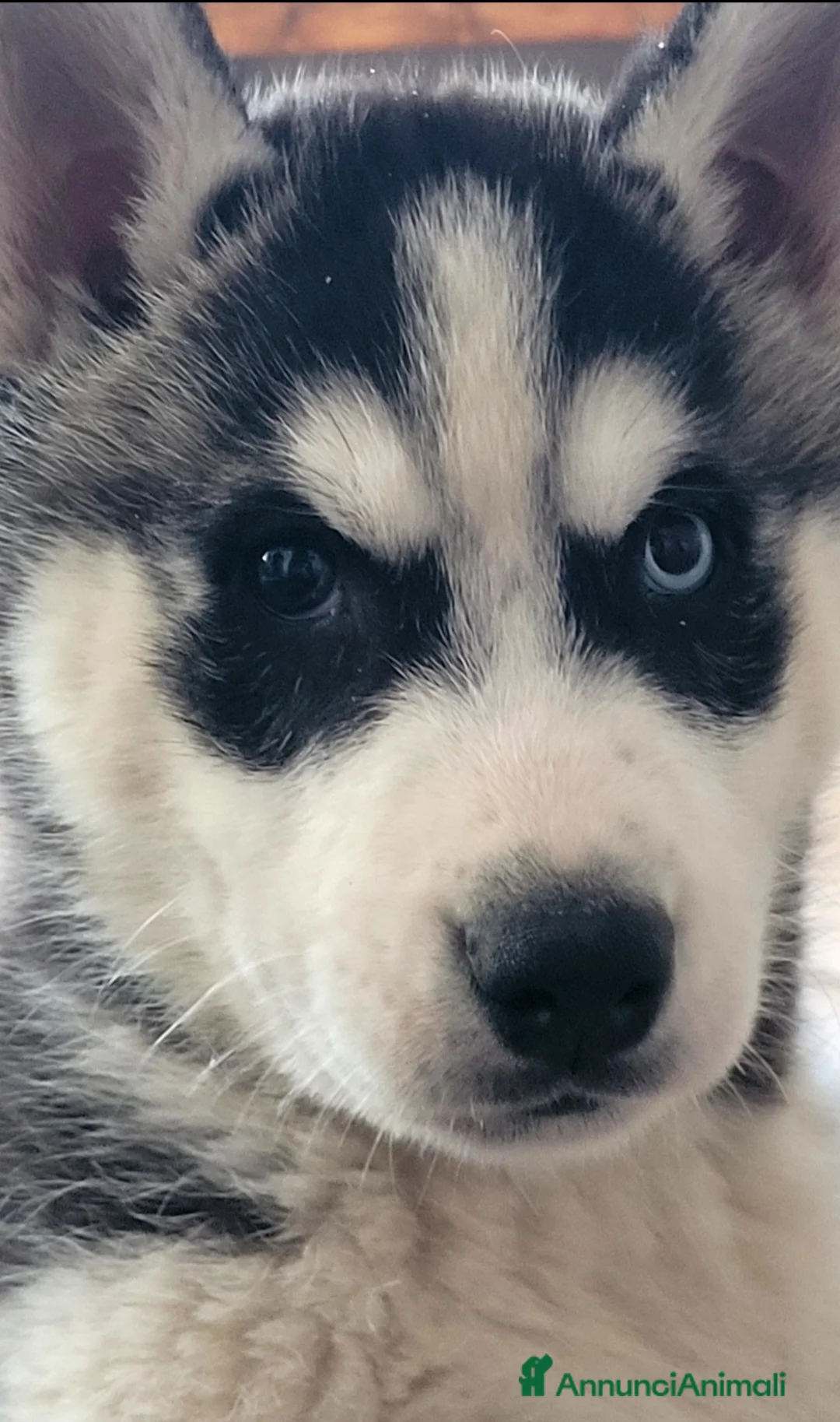 Husky cani in vendita: SIBERIAN HUSKY CUCCIOLATA  - Annuncio 3