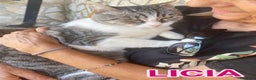 Europeo gatti in regalo: LICIA, tenera micia in adozione! - Annuncio 1