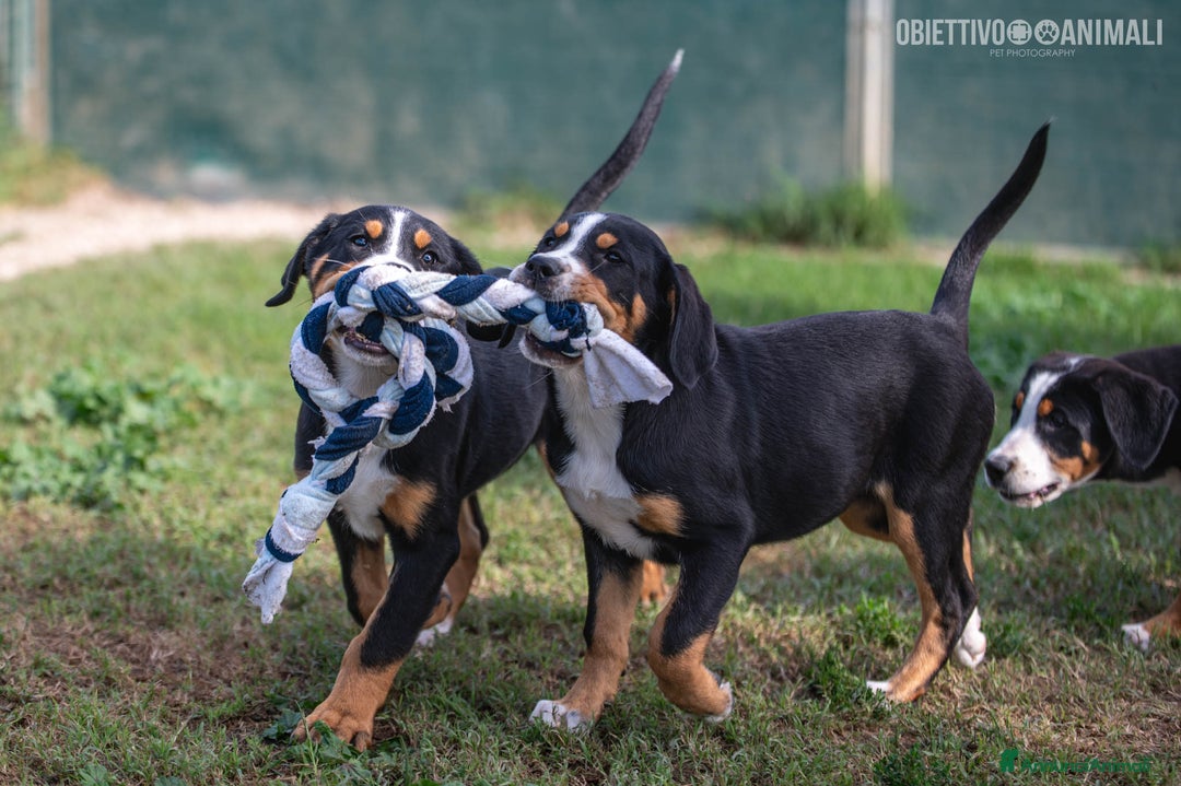 Grande Bovaro Svizzero cani in vendita: un cucciolo di bovaro cambia la vita in meglio! - Annuncio 5