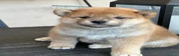 Shiba Inu cani in vendita: Vendensi cuccioli di Shiba Inu - Annuncio 3