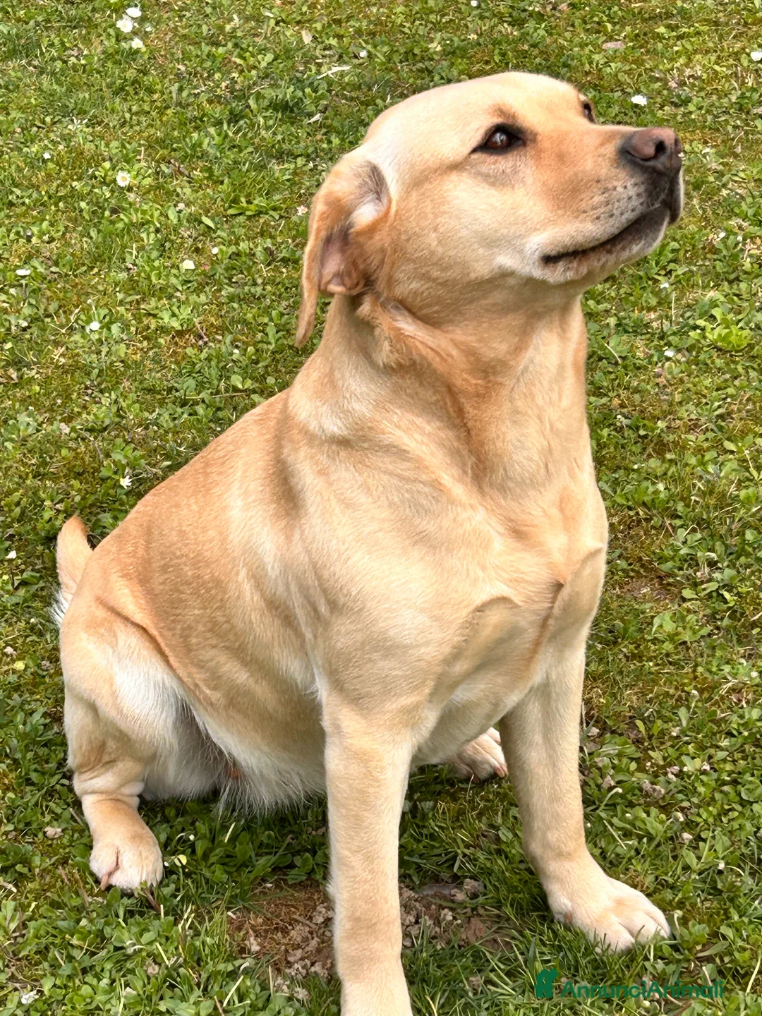 Labrador cani in vendita: Cuccioli di Labrador (Linee da Lavoro) Aprile 2026 a Provincia di Treviso - Annuncio 4