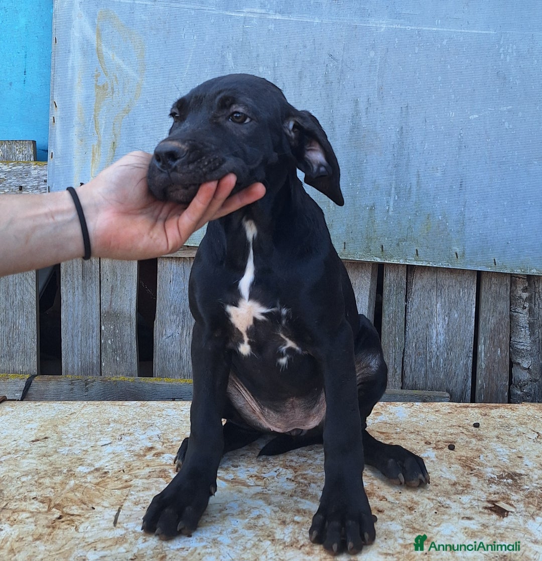 Cane Corso cani in vendita: Cuccioli cane corso - Annuncio 3