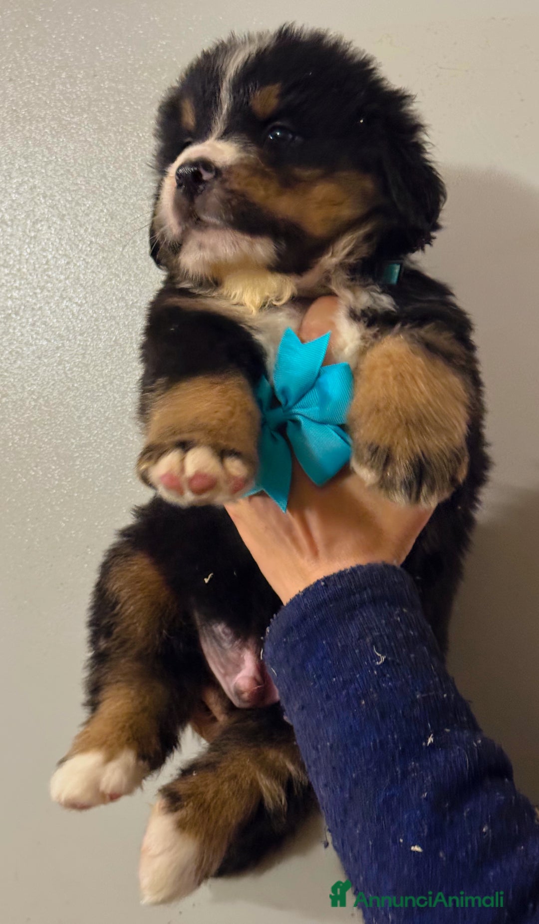 Bovaro del Bernese cani in vendita: Cuccioli Disponibili Bovaro del Bernese - Annuncio 3