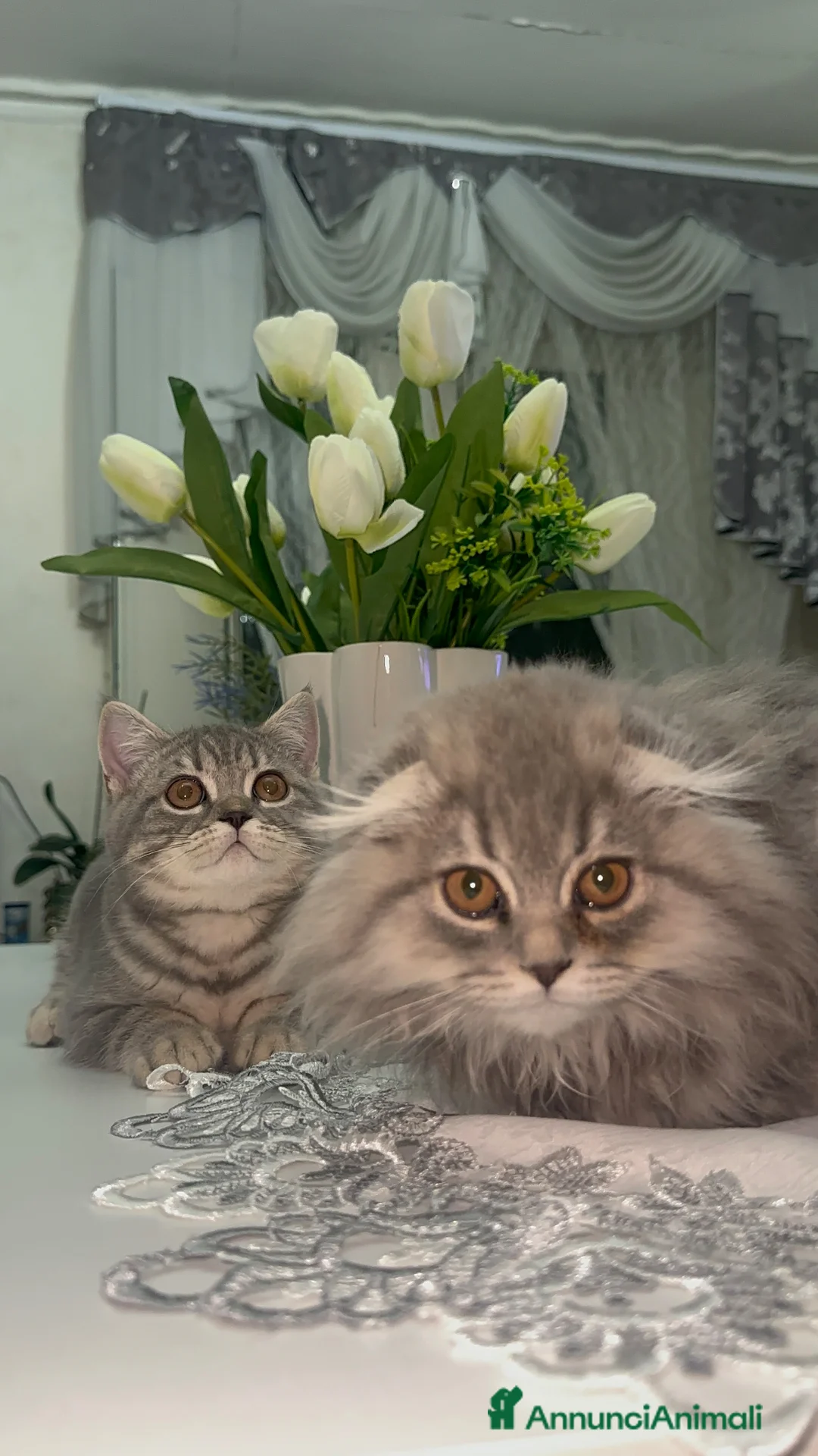 Scottish gatti in vendita: Cuccioli Scottish  a Città Metropolitana di Napoli - Annuncio 1