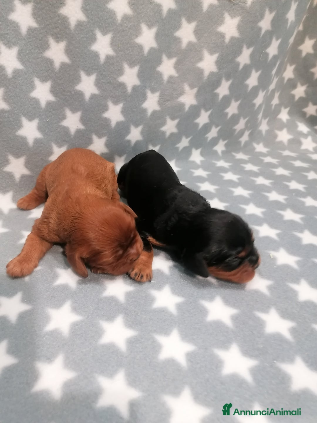 Cavalier King cani in vendita: Cavalier King Charles Spaniel cuccioli - Annuncio 6