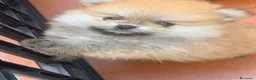 Spitz cani in vendita: Cuccioli di spitz Pomerania  - Annuncio 10