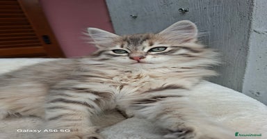 Siberiano gatti Cuccioli gatto siberiano - Annuncio 4