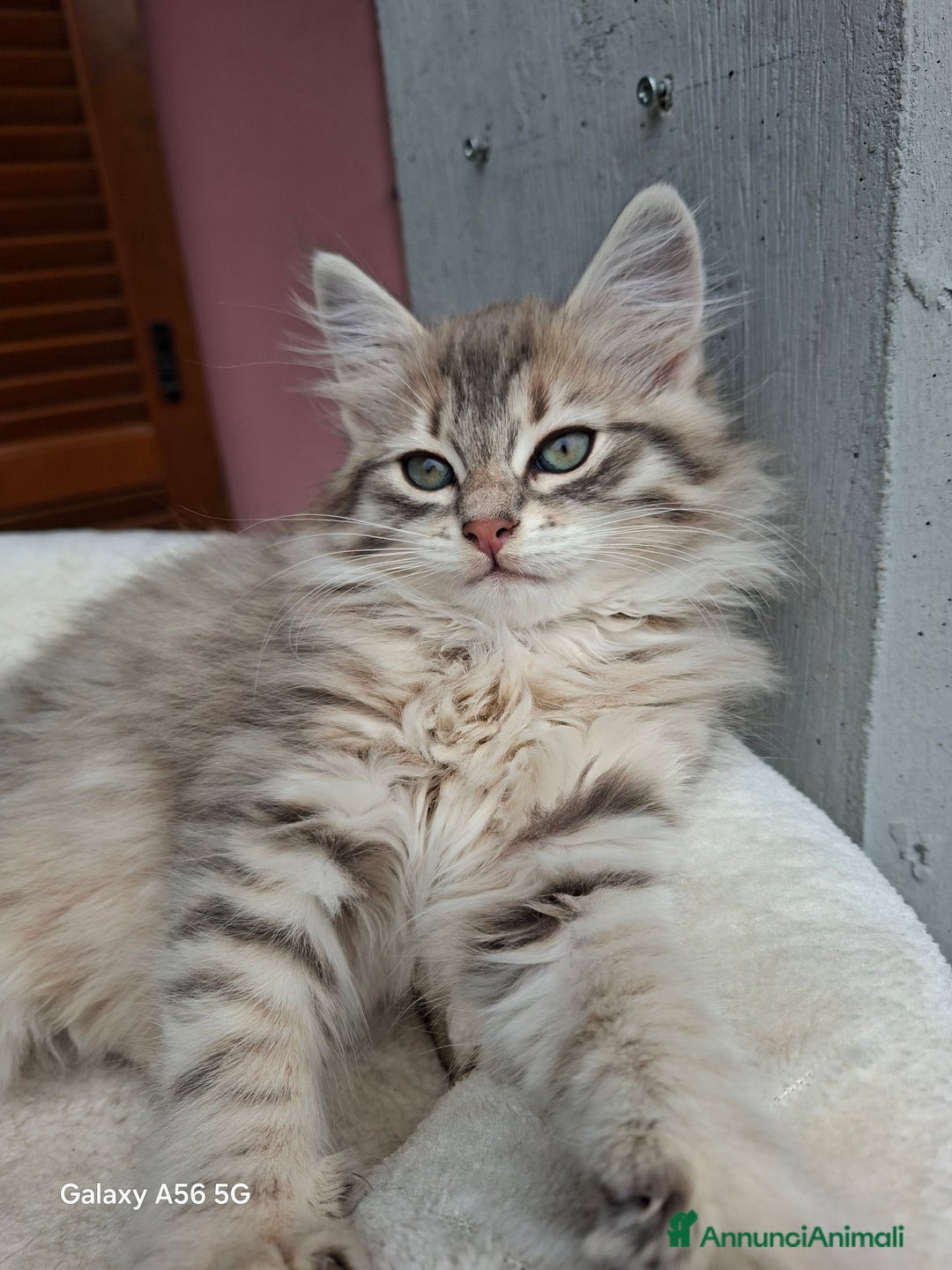 Siberiano gatti in vendita: Cuccioli gatto siberiano - Annuncio 2