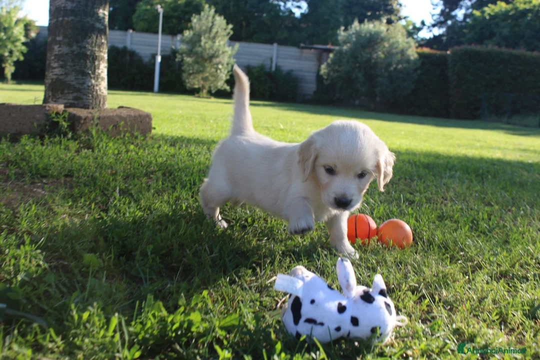 Golden Retriever cani in vendita: ultimi cuccioli golden retriever con pedigree - Annuncio 1