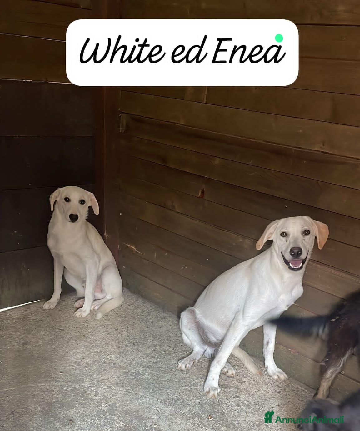 Altre razze cani ENEA E WHITE - Annuncio 8