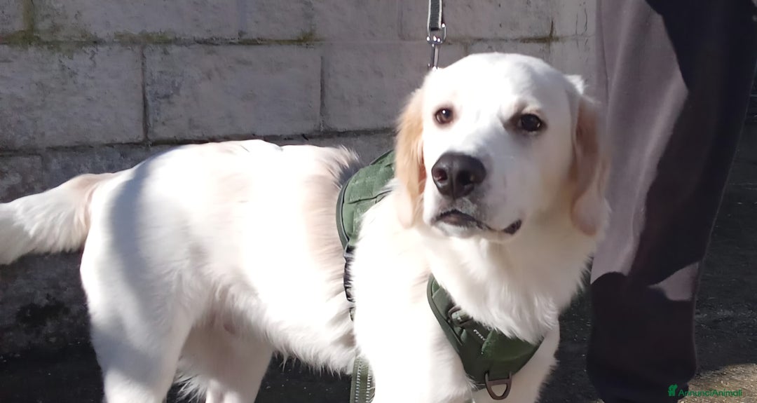 Meticcio cani in regalo: MIRÒ 6 mesi mix Golden Retriever e Labrador - Annuncio 2