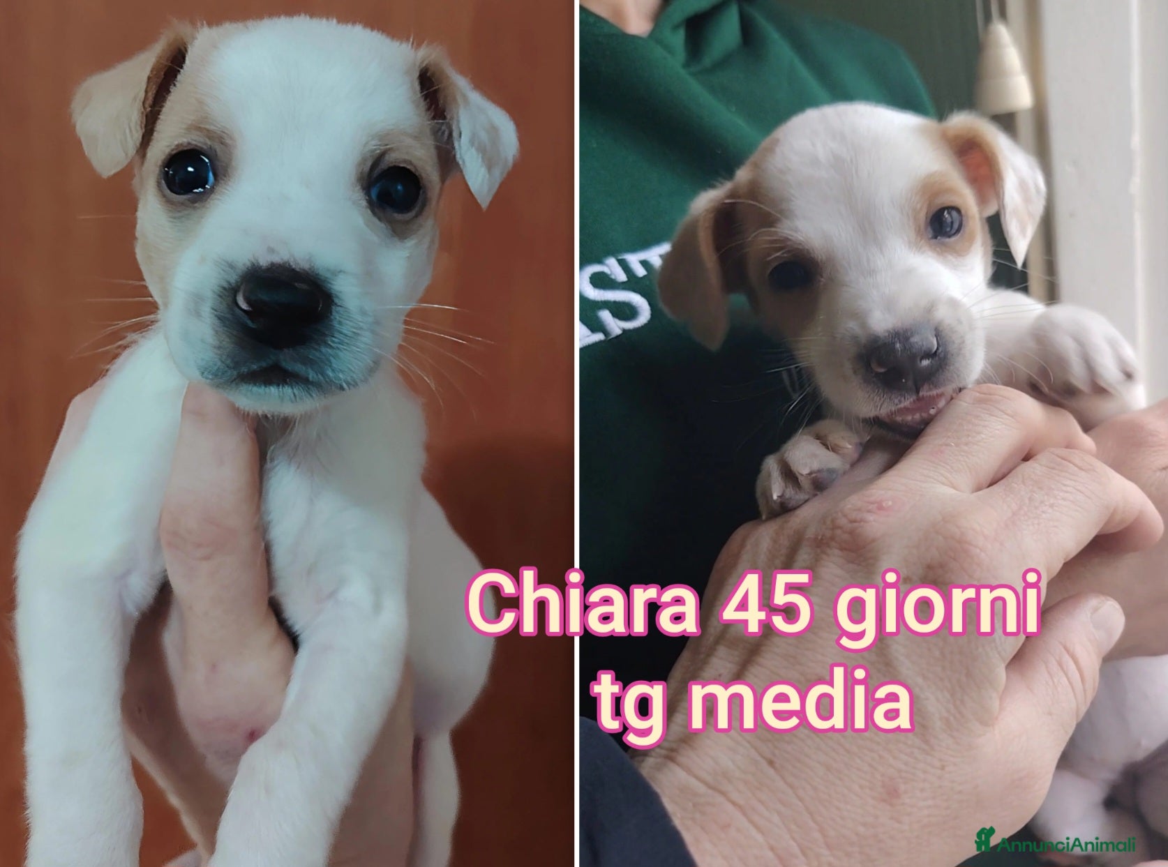 Meticcio cani Troppi cuccioli rinchiusi  - Annuncio 2