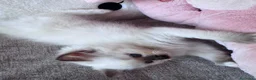 Ragdoll gatti in vendita: Cuccioli Ragdoll disponibili a Città metropolitana di Messina - Annuncio 10