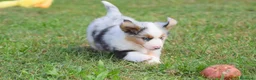 Miniature American Shepherd cani in vendita: MINIATURE AMERICAN SHEPHERD - Annuncio 38