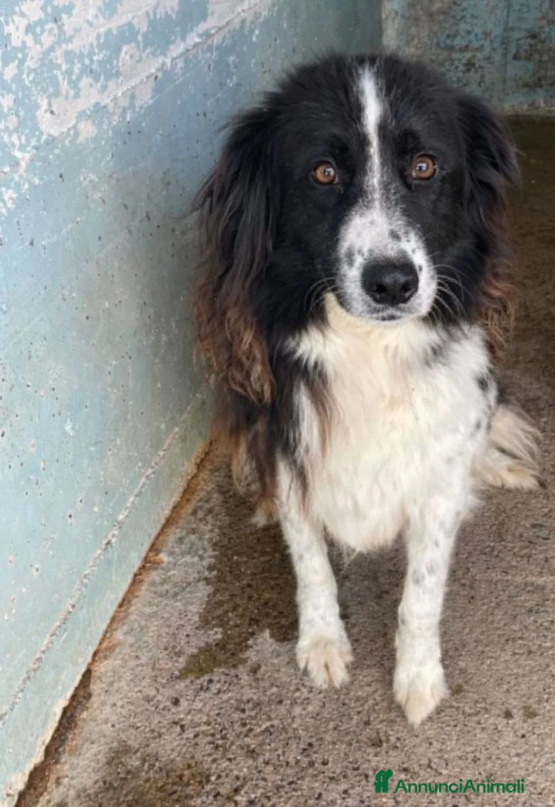 Border Collie cani in regalo: Lucy . - Annuncio 1