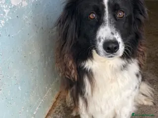 Border Collie cani Lucy . - Annuncio 1