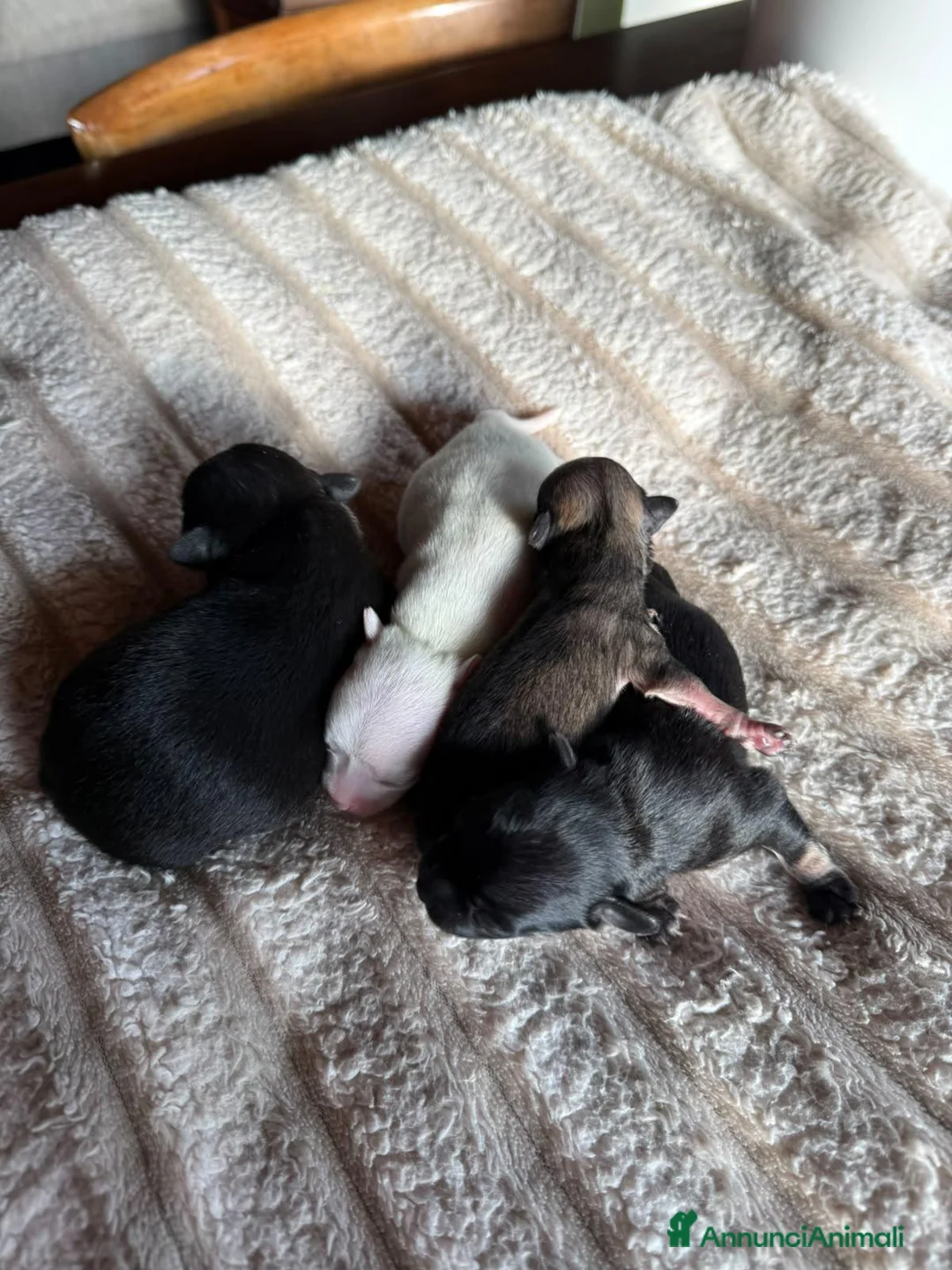 Chihuahua cani in vendita: Chihuahua a Provincia di Brescia - Annuncio 1
