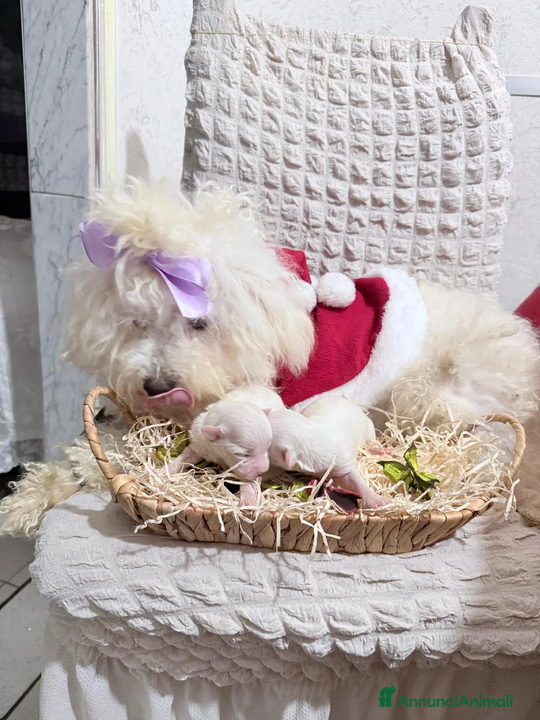 Maltese cani in vendita: Cucciolo maltese razza pura manto bianco - Annuncio 5