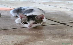 Europeo gatti in regalo: Una dolcissima gattina di tre mesi  - Immagine 3