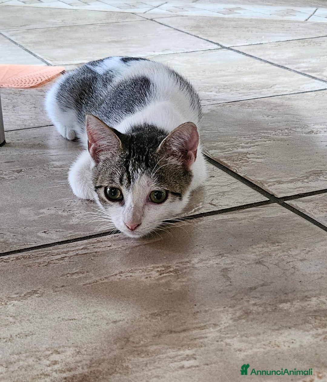 Europeo gatti in regalo: Una dolcissima gattina di tre mesi  - Immagine 3