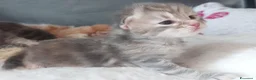Siberiano gatti in vendita: Cuccioli di gatto Siberiano Certificati  - Annuncio 9