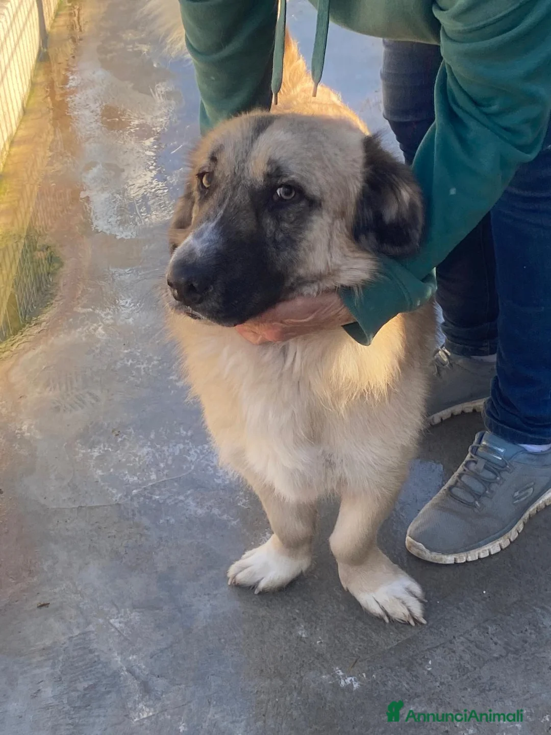 Meticcio cani in regalo: Ciaky cagnolino mansueto e coccolone - Annuncio 1