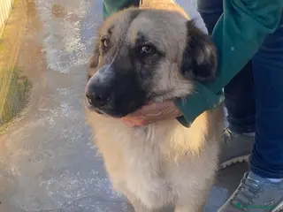 Meticcio cani Ciaky cagnolino mansueto e coccolone - Annuncio 30