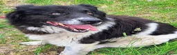 Meticcio cani in regalo: Buonissimo, educato, 3 anni, 30 kg - Annuncio 8