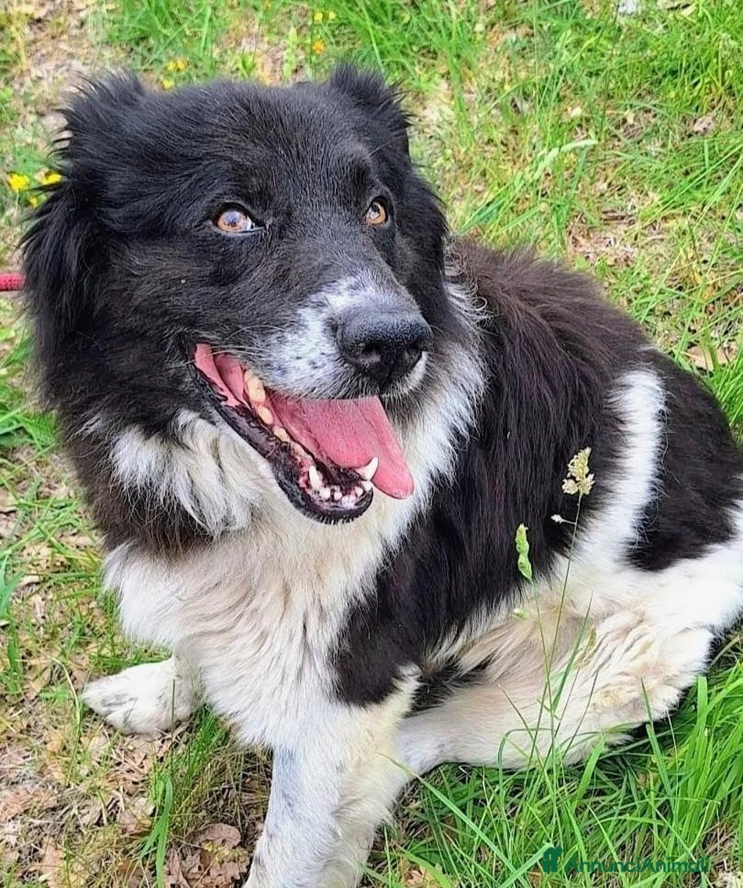 Meticcio cani in regalo: Buonissimo, educato, 3 anni, 30 kg - Annuncio 8