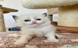 Ragdoll gatti in vendita: Cucciolo ragdoll seal bicolor e seal mitted a Provincia di Forlì-Cesena - Immagine 2