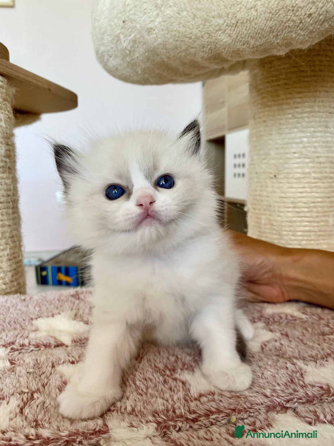 Ragdoll gatti in vendita: Cucciolo ragdoll seal bicolor e seal mitted a Provincia di Forlì-Cesena - Immagine 2