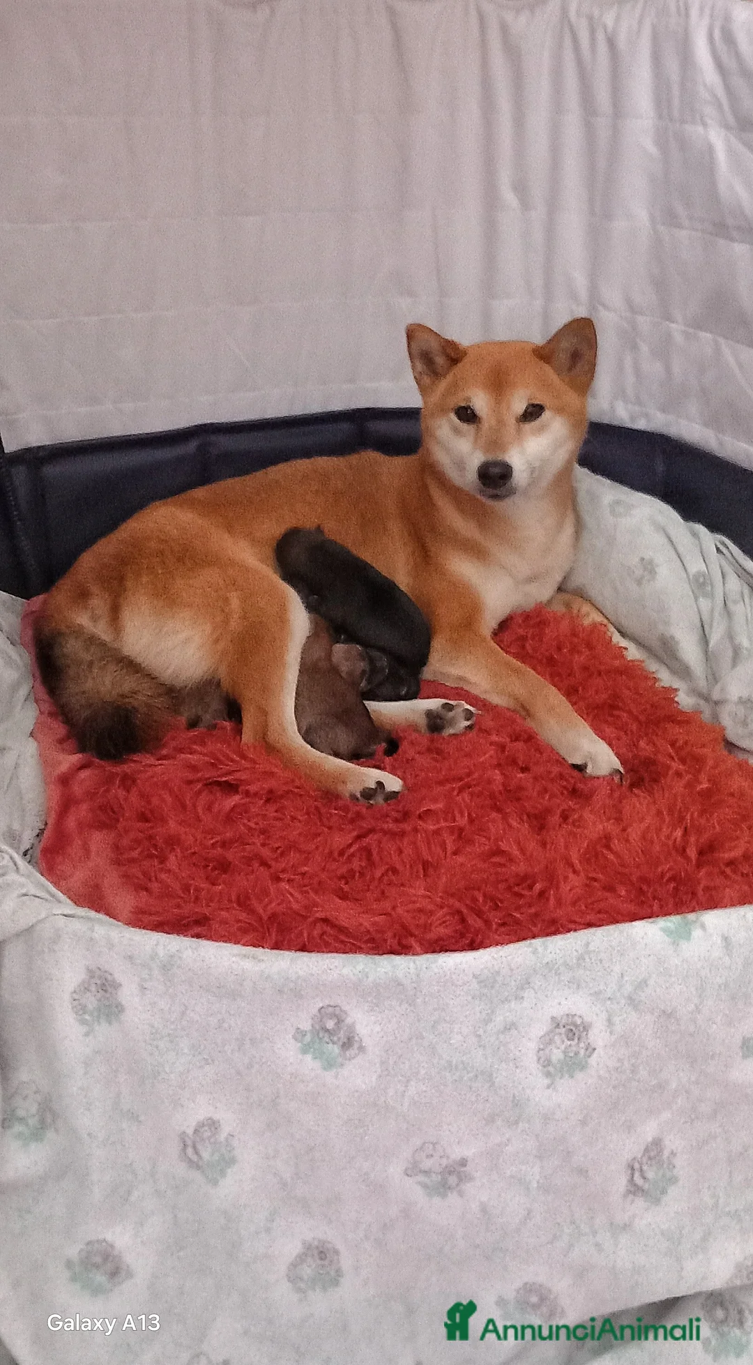 Shiba Inu cani in vendita: Cuccioli di shiba inu pedigree  a Provincia di Ferrara - Annuncio 6